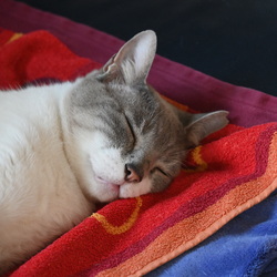 Katzen - Cat - 猫